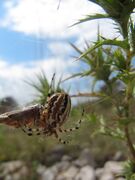 Die Spinne befestigt die Beute an mehreren Stellen im Netz, Otok Vir 06/2014