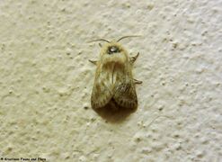 ♂ , Otok Vir 05/2020