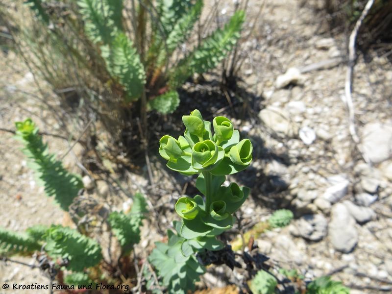Datei:Euphorbia paralias Linné, 1753 Ždri 170510 7540.jpg
