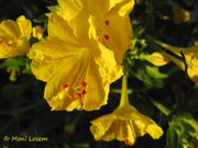Wunderblume, peruanski noćurak. Fundort: Vir 07/2015, Zierpflanze, Invasive Pflanze , Giftpflanze