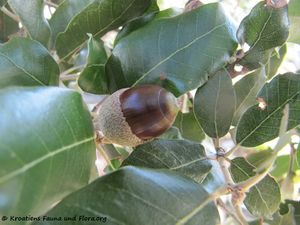 Quercus ilex Linné, 1753 Senj 131207 7021.jpg