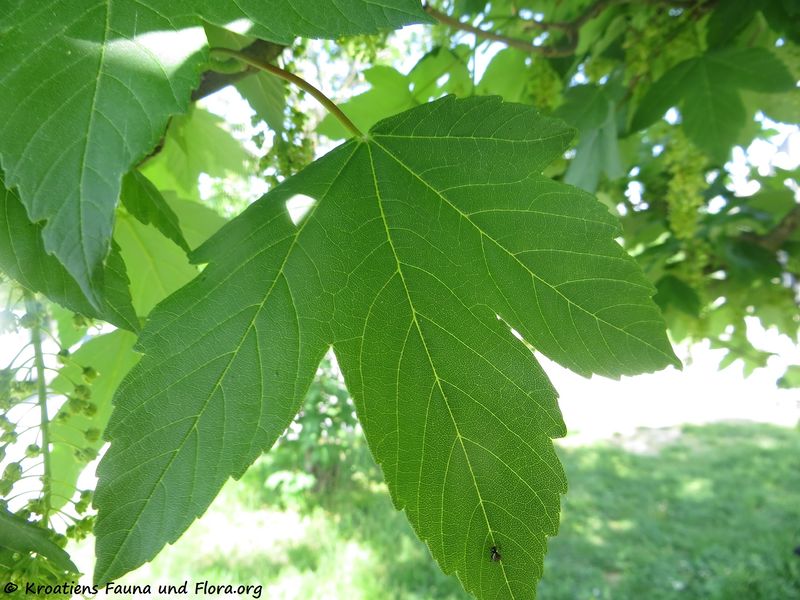 Datei:Acer pseudoplatanus Linné, 1753 OdDrag 180427 12809.jpg