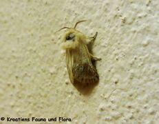 ♂ , Otok Vir 05/2020