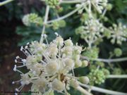 Fatsia japonica (Thunb.) Decaisne & Planchon, 1854 – Japanische Aralie, japanska aralija. Fundort: Nin, Invasive Pflanze , Giftpflanze