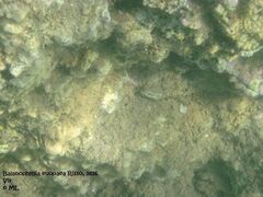 Auf dem steinigen Meeresboden, Vir 09/2011