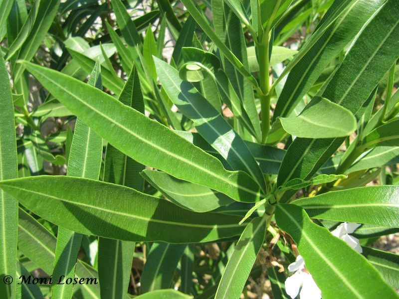 Datei:Nerium oleander Linné, 1758 mein 150703 1305.jpg