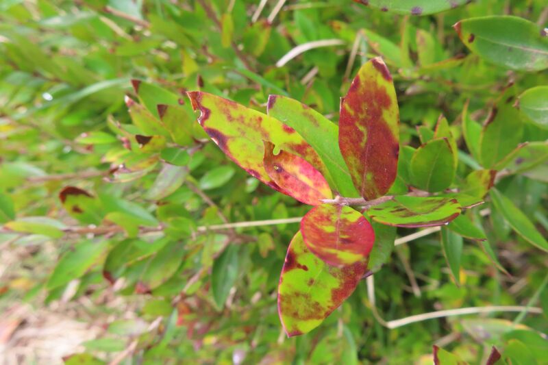 Datei:Myrtus communis Vir 240301 6917 K.JPG