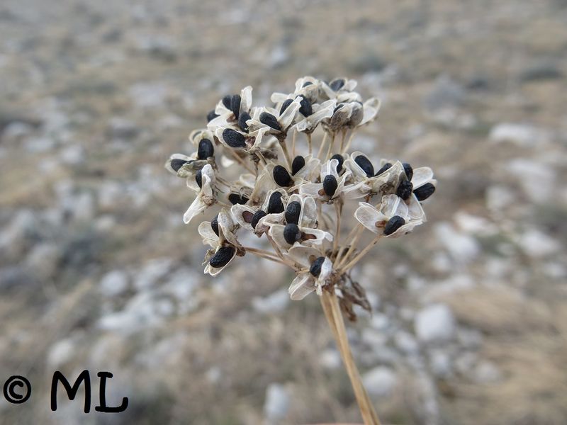 Datei:Allium incensiodorum Radić, 1994 Vir 130102 0040.jpg
