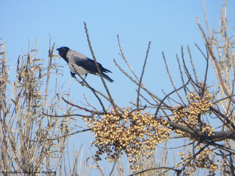 Datei:Corvus cornix Linné, 1758 Vir 180308 11124 txt.jpg
