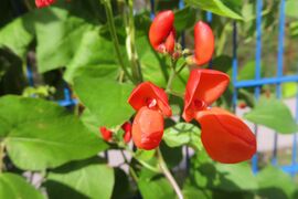 Phaseolus coccineus Linné, 1758 Hes 240929 3774.JPG