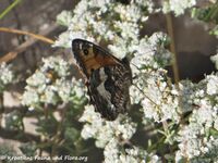Hipparchia semele Linné, 1758 Vir 190614 1131.JPG
