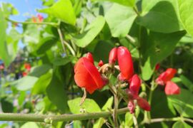 Phaseolus coccineus Linné, 1758 Hes 240929 3775.JPG