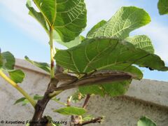 ♀ Lauernd unter Ficus carica Linné, 1753 - Echte Feige, obična smokva, Insel Vir 09/2013