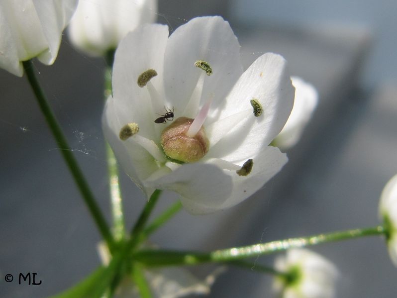 Datei:Allium neapolitanum Cirillo, 1788 Zadar 120505 276 Einzelblüte.jpg