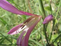 Gladiolus italicus Miller, 1768 - Italienische Siegwurz, talijanski mačić, Fundort: Križpolje 04/2014. Gefährdete Pflanze, Heilpflanze, Zierpflanze, Magische Pflanze