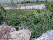 Artemisia campestris Linné, 1753Feld-Beifuß, poljski pelin. Fundort: Dürnstein 10/2015