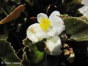 Begonia semperflorens-cultorum Hort. Zemunik Donji 07/2015