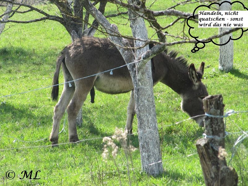 Datei:Equus asinus asinus 3.jpg