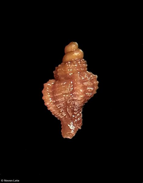 Datei:241130 Neven Lete Hexaplex trunculus 2.jpg