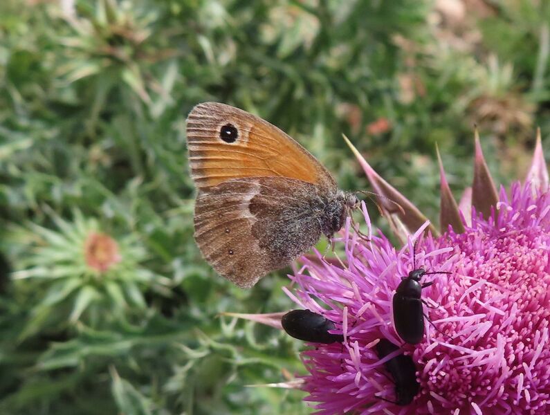 Datei:Coenonympha pamphilus Vir 250527 6700 D.JPG