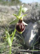 Ophrys liburnica Devillers et Devillers-Tersch., 2004, Vir