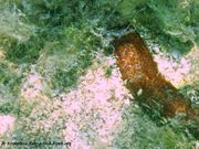 Holothuria (Platyperona) sanctori Delle Chiaje, 1823 - Variable Seegurke, Fundort: Vir 06/2011, * Meerestier: Sie lebt rein marin.