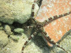 Otok Vir 09/2012