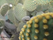 Opuntia microdasys (Lehmann) Pfeiffer, 1837 - Goldpunkt-Opuntie, Hasenohr-Kaktus. Fundort: Zemunik Donji, Zierpflanze, Invasive Pflanze