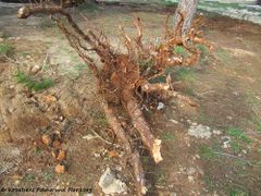 Eine heftige Bura hat diesen Baum umgeworfen, Vir 01/2013