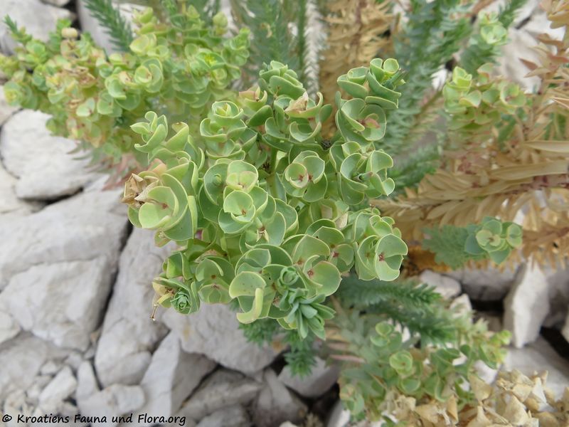Datei:Euphorbia paralias Linné, 1753 StaNov 180913 14725.JPG