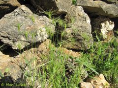 Im Schutz einer Steinmauer, Otok Vir 05/2012