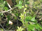 Gemeine Schmerwurz, obični bljušt. Fundort: Vir 04/2014, Giftpflanze , Heilpflanze, Essbare Pflanze