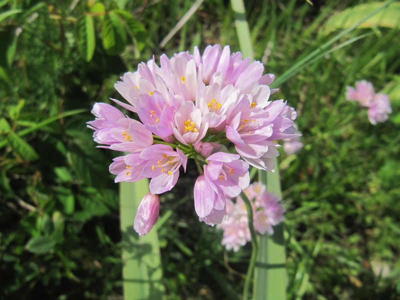 Datei:Allium roseum Linné, 1753 Vrsi 160430 8531.jpg