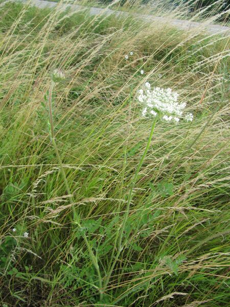 Datei:Daucus carota Linné, 1753 Hes 140630 4564.JPG