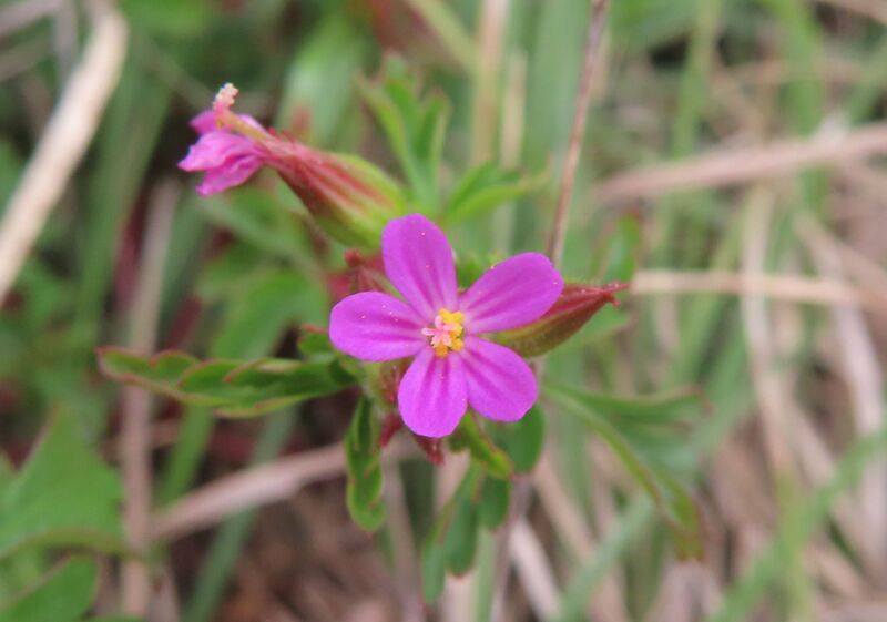 Datei:Blü GerPurp Vir 250413 8079 D.JPG