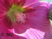 Stockrose, ružičasti bijeli sljez. Fundort: Vir 06/2014, Zierpflanze, Heilpflanze, Essbare Pflanze