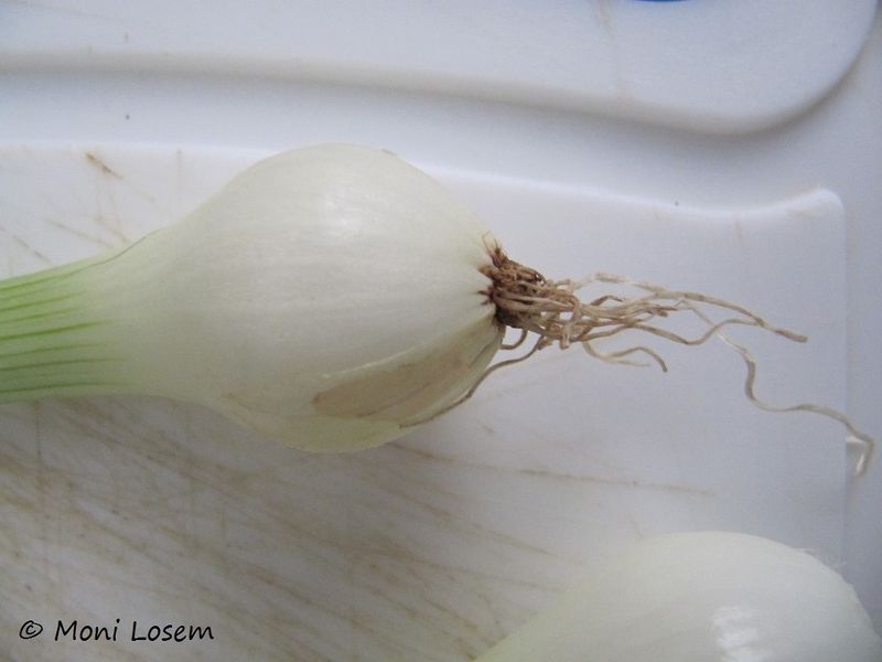 Datei:Allium fistulosum Linné, 1753 Ben 150916 1976.jpg