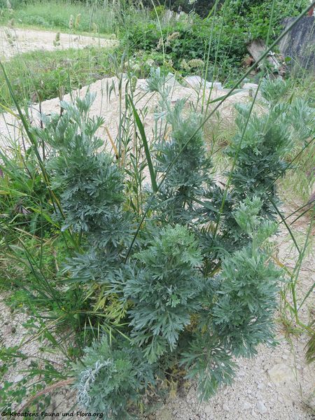 Datei:Artemisia absinthium Linné, 1753 Smil 180521 13906.jpg