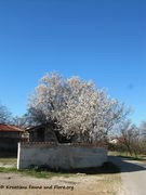Während der Blüte, Murvica 02/2016