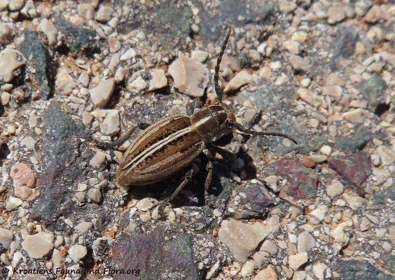 Datei:Dorcadion (Cribridorcadion) decipiens Germar, 1824 Vir 220425 2636.JPG
