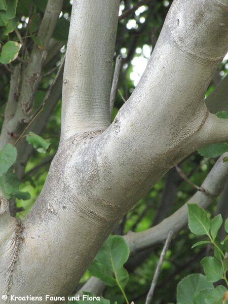 Datei:Fraxinus ornus Linné, 1753 Vir 110907 77.JPG