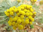 Helichrysum italicum (Roth) G.Don, 1830 - Italienische Strohblume, smilje. Fundort: Vir 06/2012, Heilpflanze, Stark gefährdet