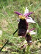 Ophrys bertolonii Moretti, 1823 - Bertolonis Ragwurz, bertolonijeva kokica. Fundort: Vir 05/2013, , Geschützte Pflanze, Gefährdete Pflanze