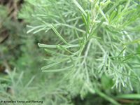 Artemisia pontica Linné, 1753 - Pontischer Beifuß, osjenac zminjak. Fundort: Niedersulz im Weinviertel 08/2012, Heilpflanze, Essbare Pflanze , Zierpflanze