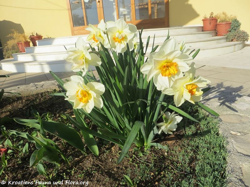 Datei:Narcissus pseudonarcissus Linné, 1758170321 5950 April Queen.jpg