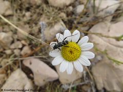Auf Tanacetum cinerariifolium (Trevir.) Sch.-Bip., 1844 - Dalmatinische Insektenblume, buhač