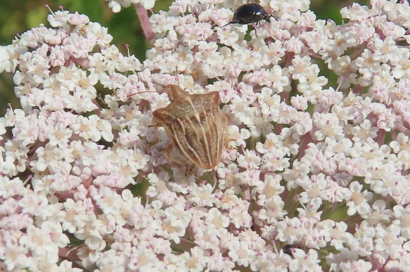 Datei:Ancyrosoma leucogrammes Gmelin, 1790 Vir 250605 6748 D.JPG