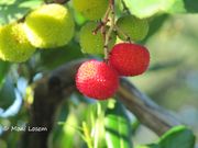 Arbutus unedo Linné, 1753 - Westlicher Erdbeerbaum, planika. Fundort: Vir 04/2015, Heilpflanze, Essbare Pflanze , Zierpflanze