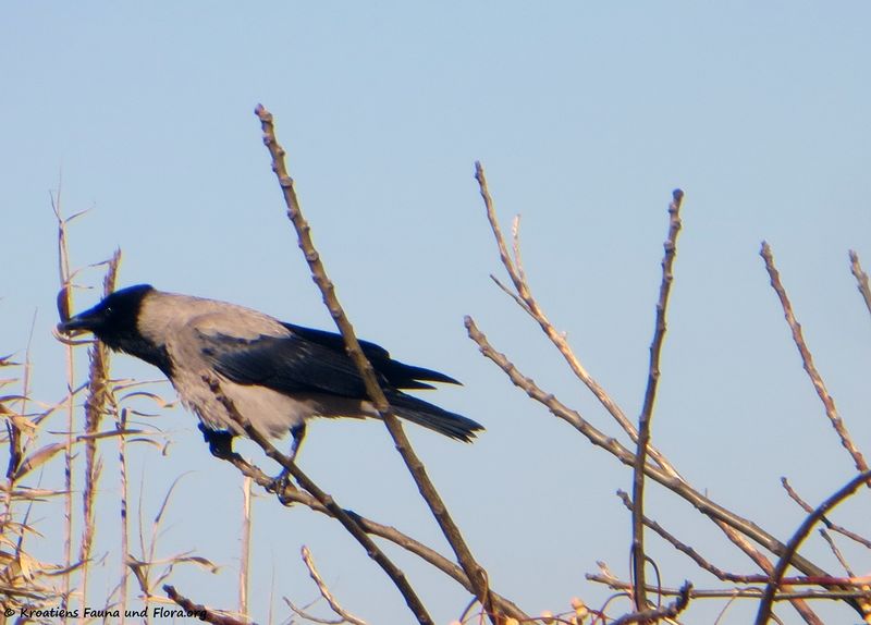 Datei:Corvus cornix Linné, 1758 Vir 180308 11125 txt.jpg