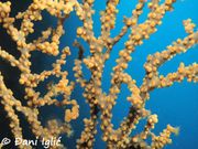 Savalia savaglia Bertoloni, 1819 - Goldene Krustenanemone, lažni crni koralj. Fundort: Vir, Gefährdetes Tier , Streng geschützt , Meerestier